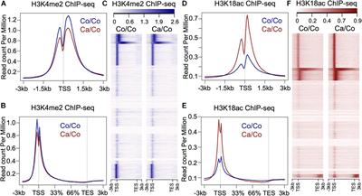 Epigenetic Reprogramming Mediated by Maternal Diet Rich in Omega-3 Fatty Acids Protects From Breast Cancer Development in F1 Offspring